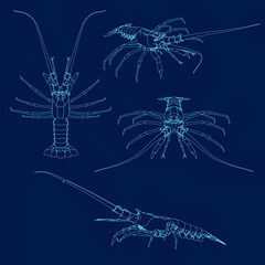 Set lobster contour vector blue background