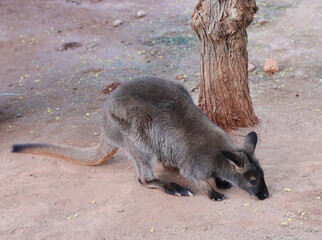 wallabee  © posh