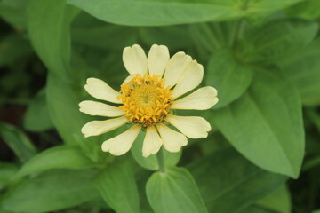 Close-up of a delicate pale yellow Zinnia flower.