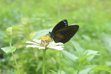Black Butterfly on a White Zinnia Flower in a Garden