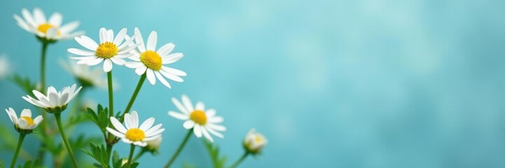 Delicate pale chamomile flowers against a serene blue background, foliage, calming, green leaves