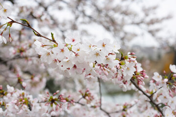 Obraz premium Branches of sakura flowers, cherry blossom