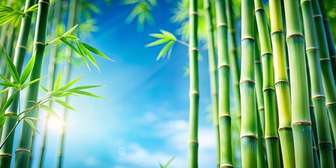 Fototapeta premium Lush Green Bamboo Stalks Against a Vibrant Blue Sky, a Serene and Tranquil Natural Scene