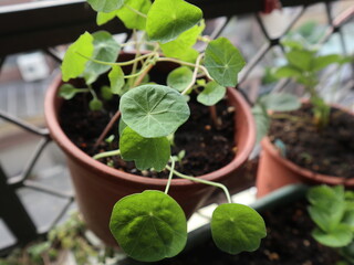 blooming marigold design for green background