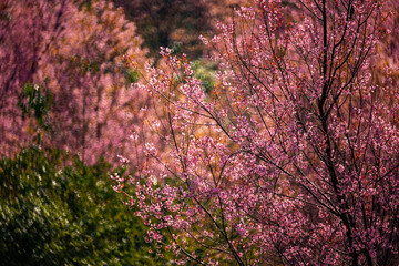 Pink Himalayan cherry blossoms bloom only in winter.