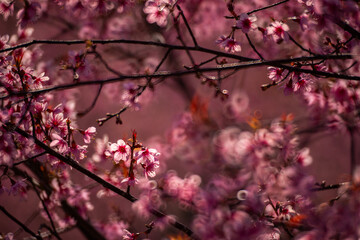 Pink Himalayan cherry blossoms bloom only in winter.
