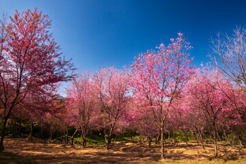 Fototapeta premium Pink Himalayan cherry blossoms bloom only in winter.