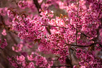 Pink Himalayan cherry blossoms bloom only in winter.