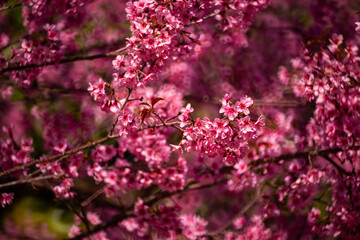 Pink Himalayan cherry blossoms bloom only in winter.