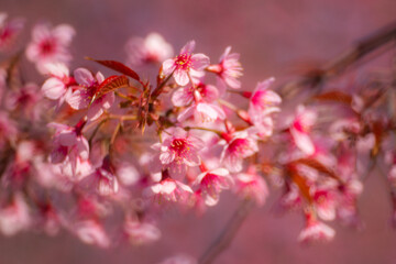 Pink Himalayan cherry blossoms bloom only in winter.
