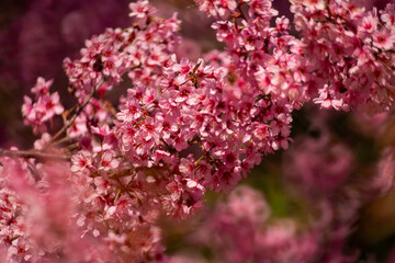Pink Himalayan cherry blossoms bloom only in winter.