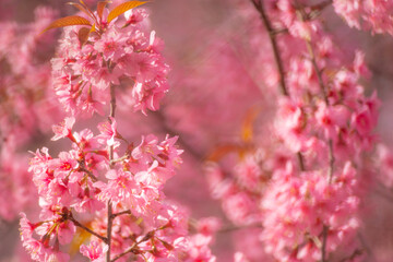 Pink Himalayan cherry blossoms bloom only in winter.
