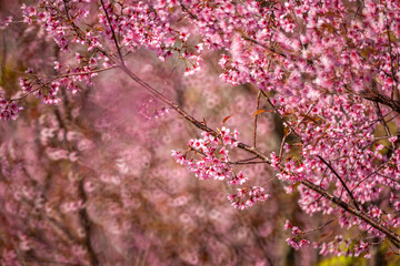 Pink Himalayan cherry blossoms bloom only in winter.