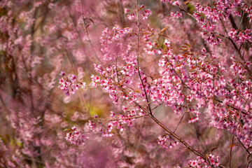 Pink Himalayan cherry blossoms bloom only in winter.