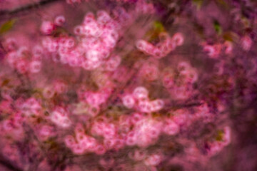 Pink Himalayan cherry blossoms bloom only in winter.