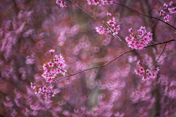 Pink Himalayan cherry blossoms bloom only in winter.