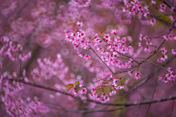 Pink Himalayan cherry blossoms bloom only in winter.