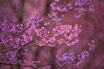 Pink Himalayan cherry blossoms bloom only in winter.