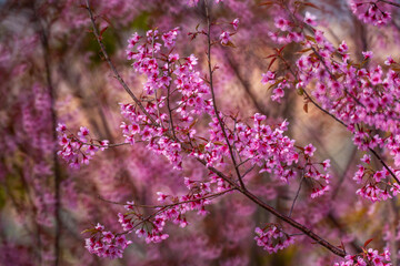Pink Himalayan cherry blossoms bloom only in winter.