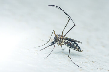 Asian tiger mosquito resting on white surface