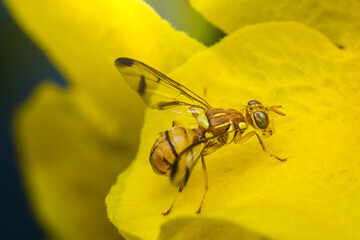 Picture-winged fly resting on a yellow petal of a flower