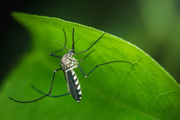 Asian tiger mosquito resting on green leaf: aedes albopictus close-up