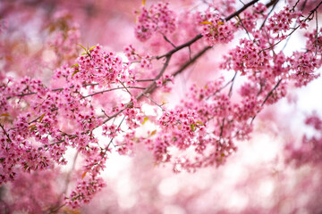 Pink Himalayan cherry blossoms bloom only in winter.