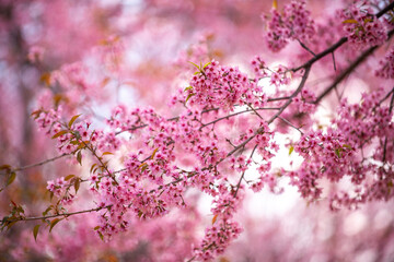 Pink Himalayan cherry blossoms bloom only in winter.