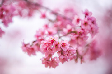 Pink Himalayan cherry blossoms bloom only in winter.