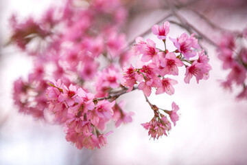 Pink Himalayan cherry blossoms bloom only in winter.