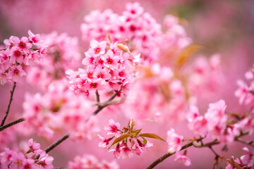 Pink Himalayan cherry blossoms bloom only in winter.