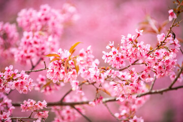 Pink Himalayan cherry blossoms bloom only in winter.