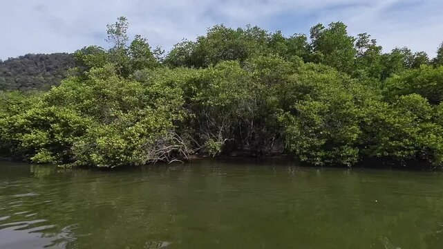 View of the mangrove forest. Moving sideward scene. Mandeh, West Sumatra, Indonesia