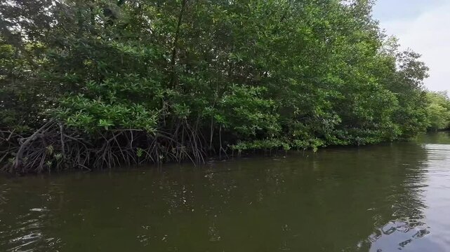 View of the mangrove forest. Root of mangorove tree. Moving sideward scene. Mandeh, West Sumatra, Indonesia