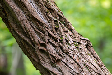 A tree trunk with an interesting textured design.