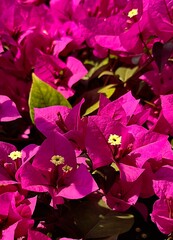Flores de Bougainvillia spectabilis color rosa mexicano  © alexdleono