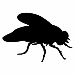 BLACK SILHOUETTE OF A BLACK HOUSEFLY © Kuldi