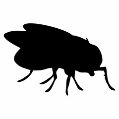 BLACK SILHOUETTE OF A BLACK HOUSEFLY