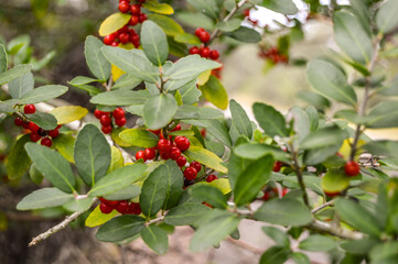 red berries on a bush