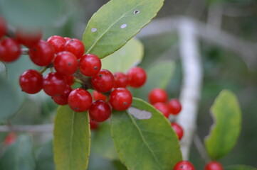 red berries on a bush