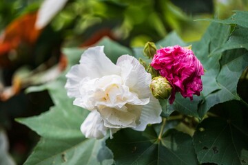 Delicate Dance of White and Pink Hibiscus
