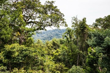 Dense Tropical Rainforest with Lush Green Canopy