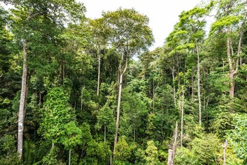 Dense Tropical Rainforest with Lush Green Canopy