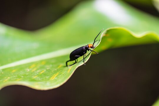 Black Blister Beetle on a Green Leaf