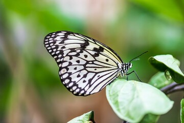 Black and White Butterfly on Green Leaves Close Up