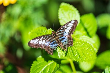 Clipper Butterfly Perched on Green Leaves Close Up