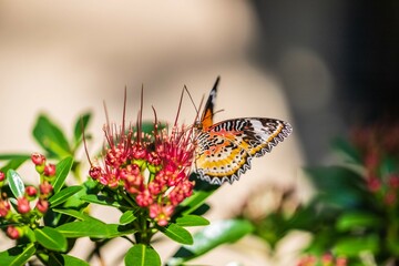 Cethosia Butterfly Resting around the Flowers