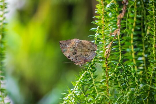 Camouflaged Leafwing Butterfly on Green Foliage