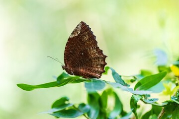Brown Butterfly Perched on Green Leaf