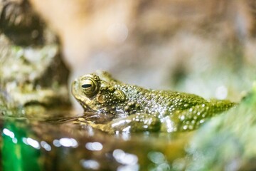 Green Toad Sitting in Shallow Water